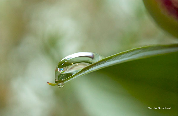 Peony Leaf and Water Drop by Carole Bouchard