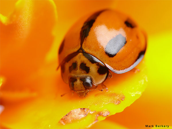 Orange by Mark Berkery