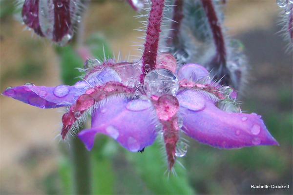 Jewel Drop by Rachelle Crockett